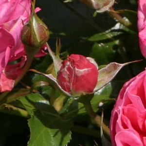Pоза Моин Моин ® - розов - мини родословни рози